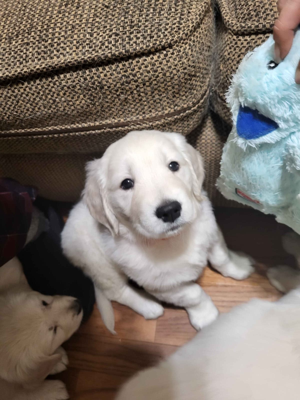 Golden Retrievers breeder image 27