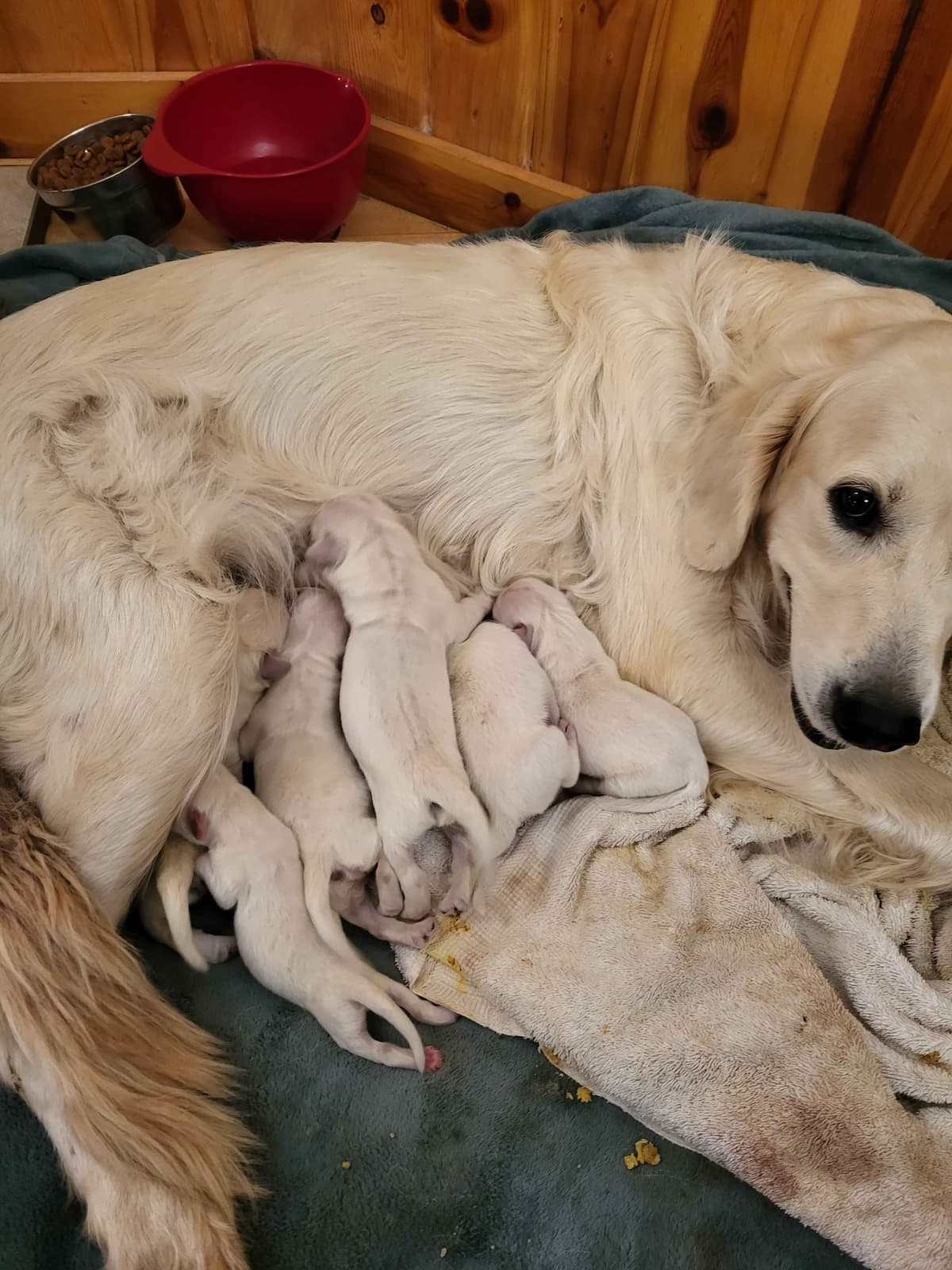 Golden Retrievers breeder image 28