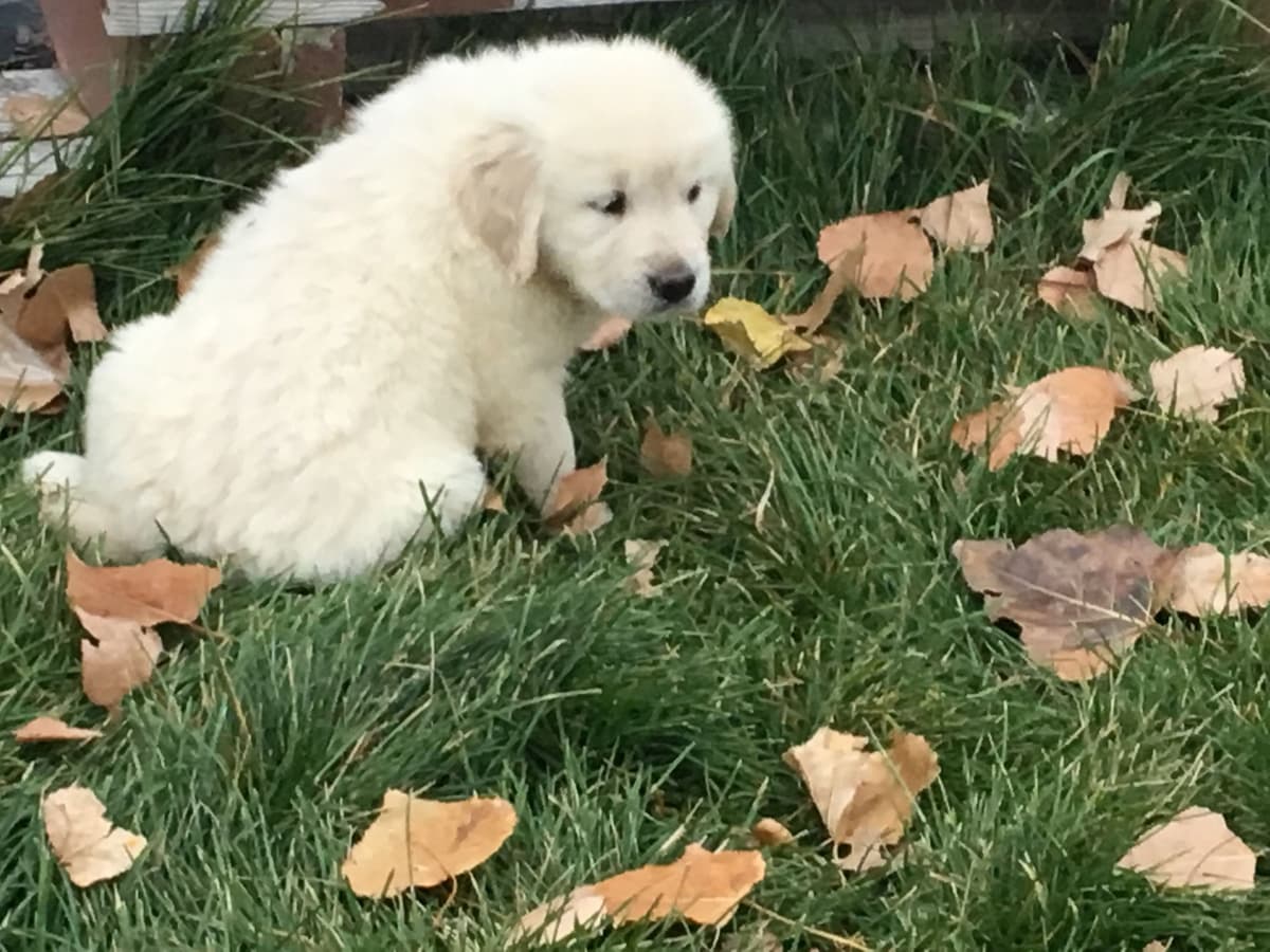 Golden Retrievers breeder image 29