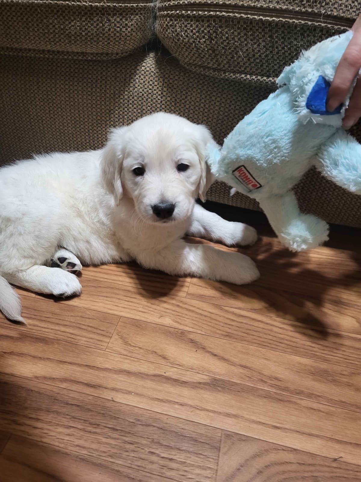 Golden Retrievers breeder image 30