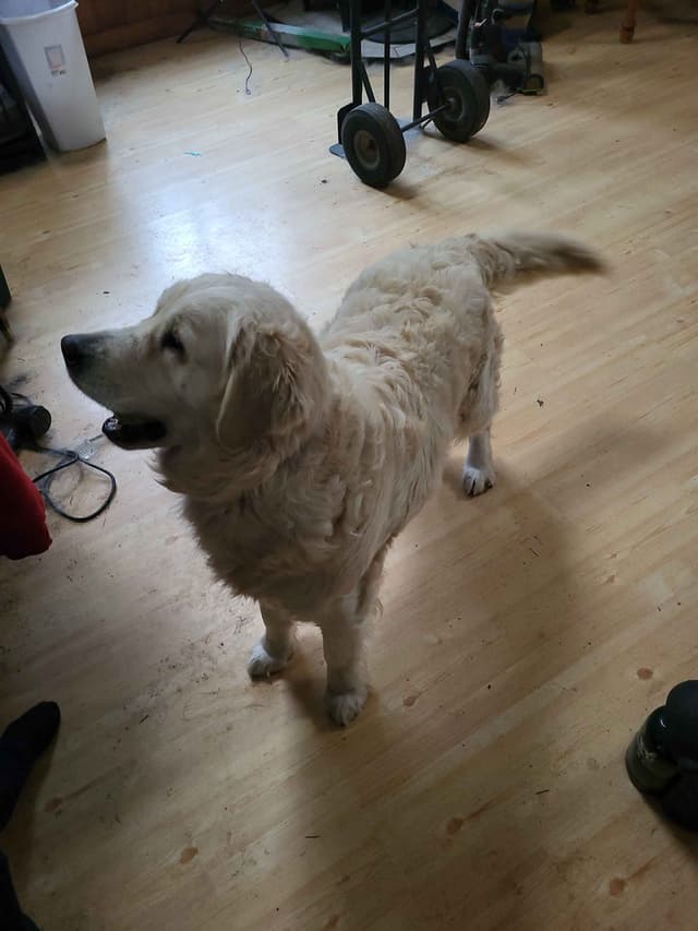 Golden Retrievers media 2