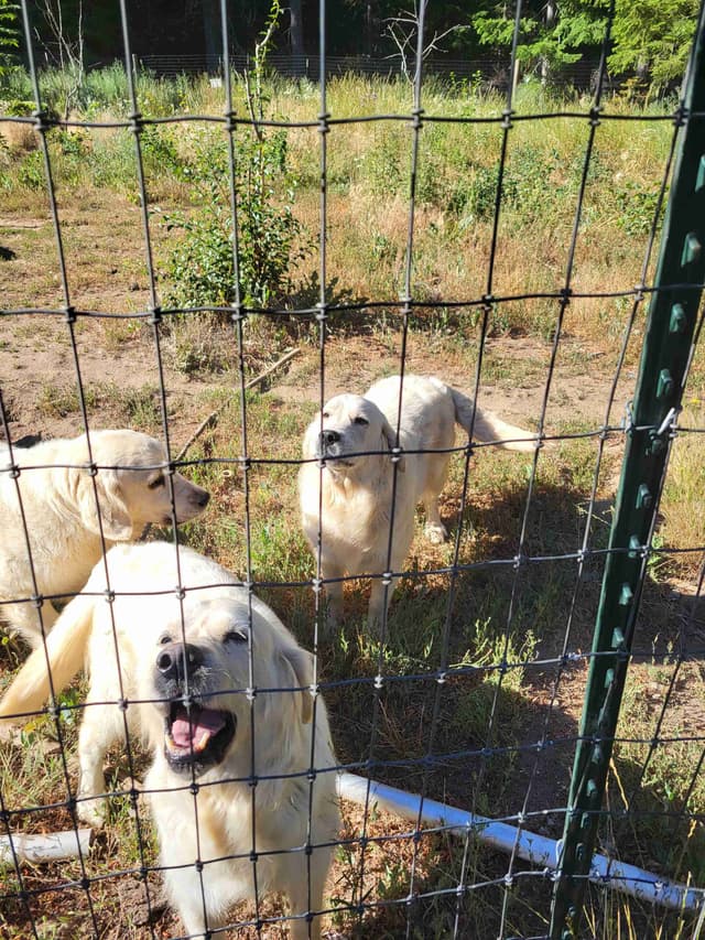 Golden Retrievers media 4