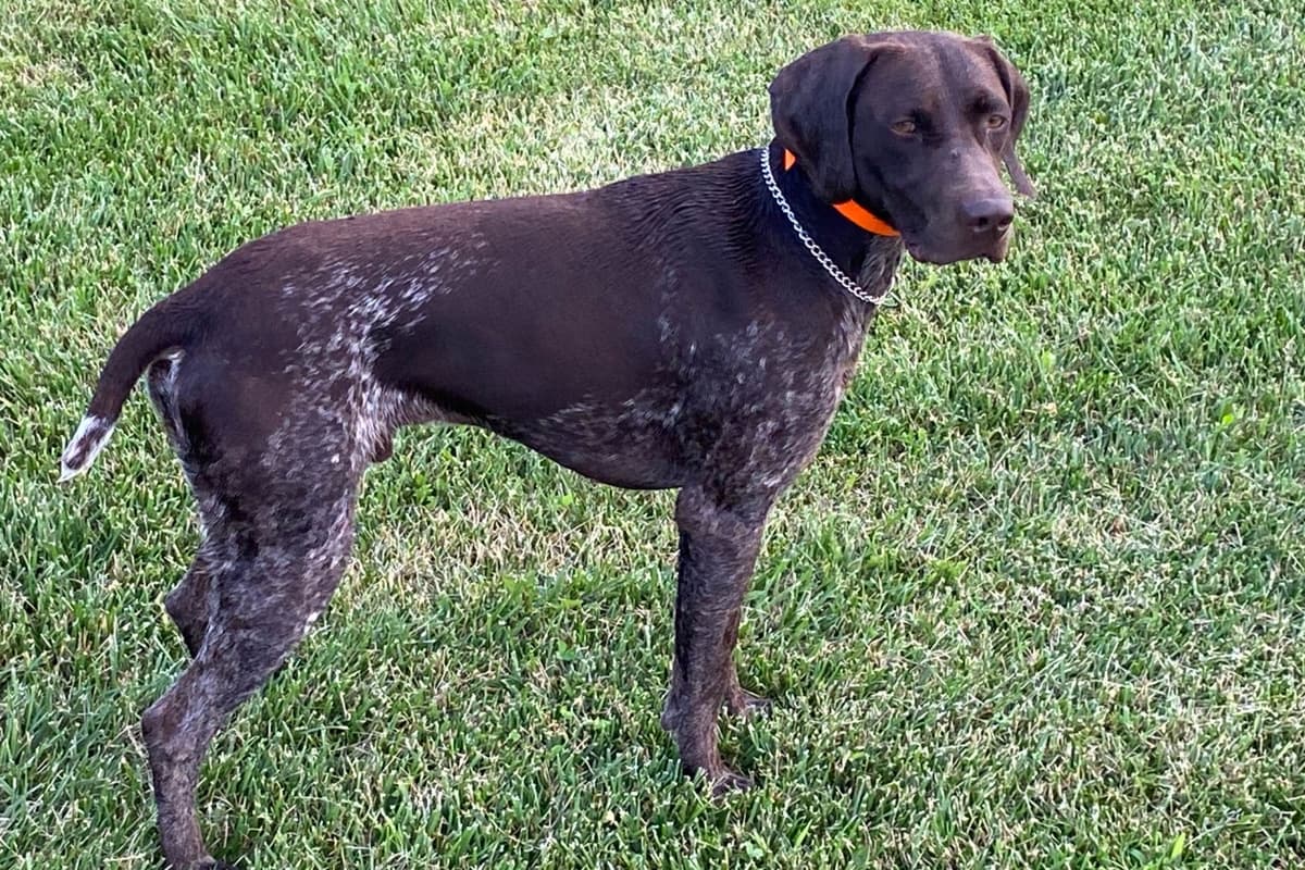 German Shorthaired Pointer Puppies breeder image 1