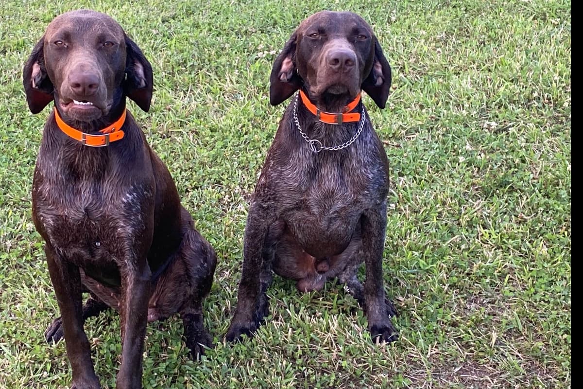 German Shorthaired Pointer Puppies breeder image 4