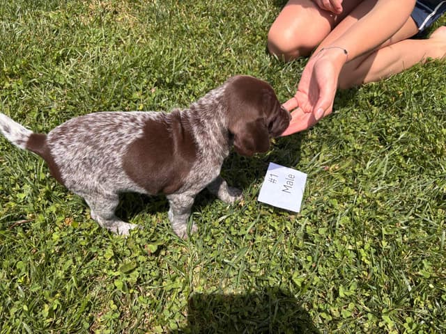 German Shorthaired Pointer Puppies media 2