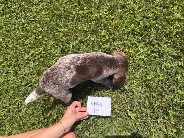 German Shorthaired Pointer Puppies media 3