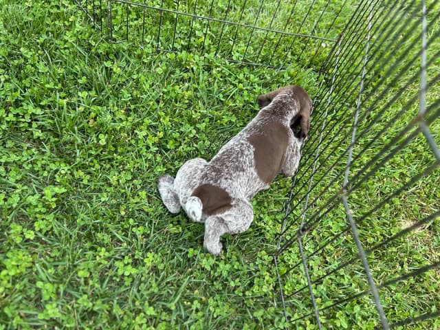 German Shorthaired Pointer Puppies media 5
