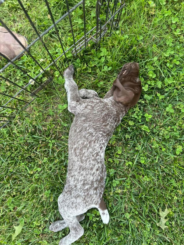 German Shorthaired Pointer Puppies media 6