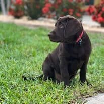 Labrador Retriever Puppies breeder image 1