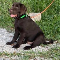 Labrador Retriever Puppies breeder image 4