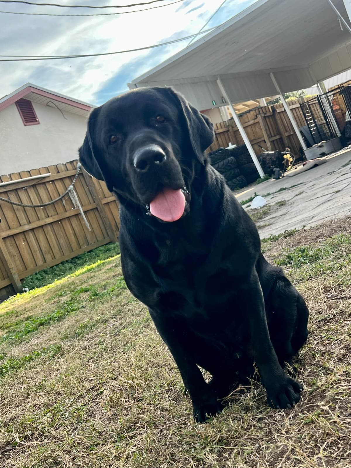 Labrador Retriever Puppies breeder image 5