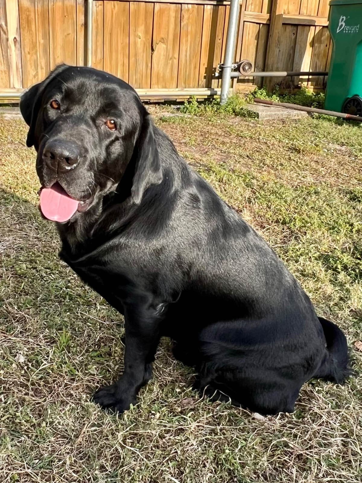 Labrador Retriever Puppies breeder image 6