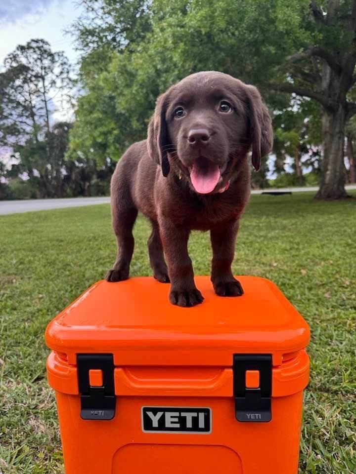 Labrador Retriever Puppies breeder image 8