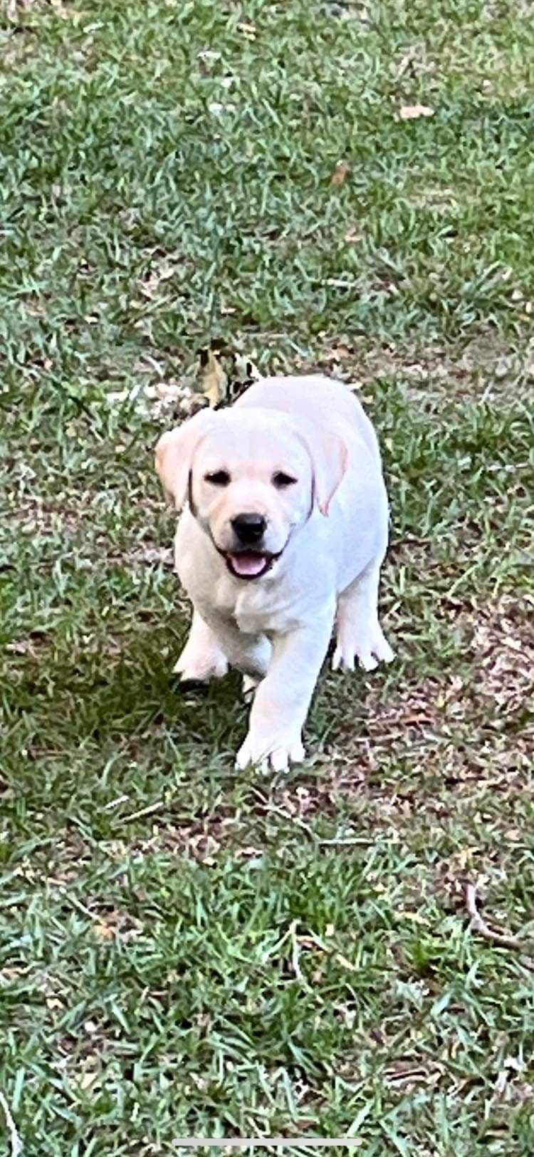 Labrador Retriever Puppies breeder image 9