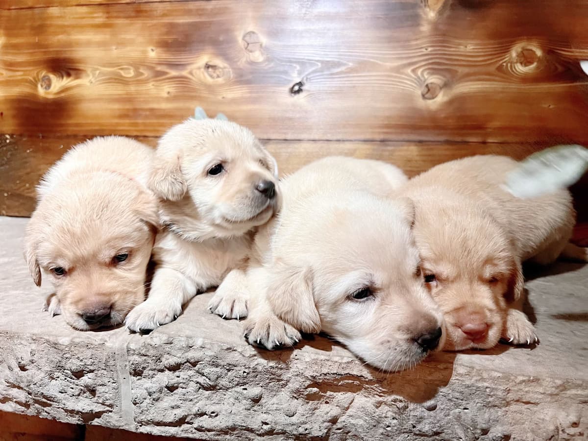 Labrador Retriever Puppies breeder image 10