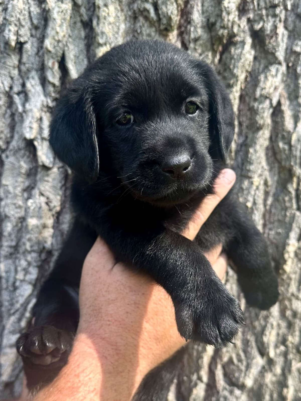 Labrador Retriever Puppies breeder image 11