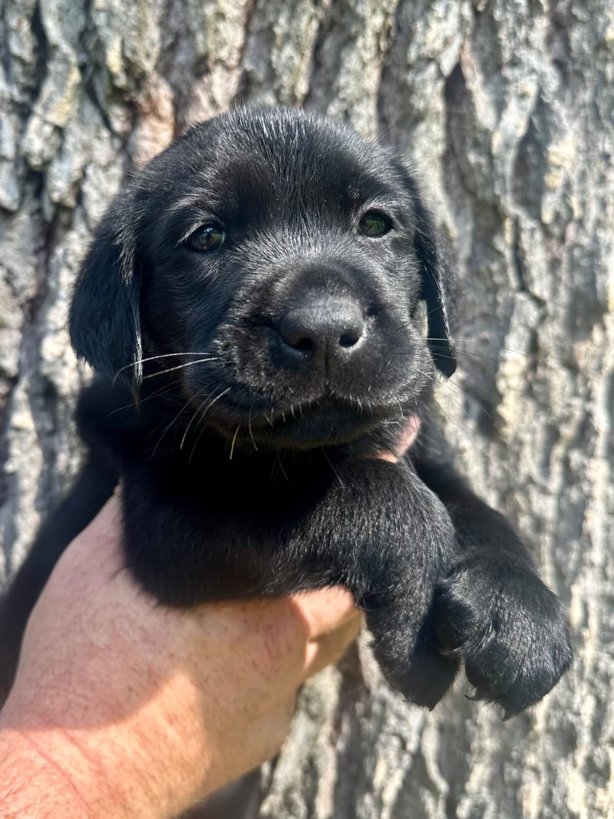 Labrador Retriever Puppies breeder image 12