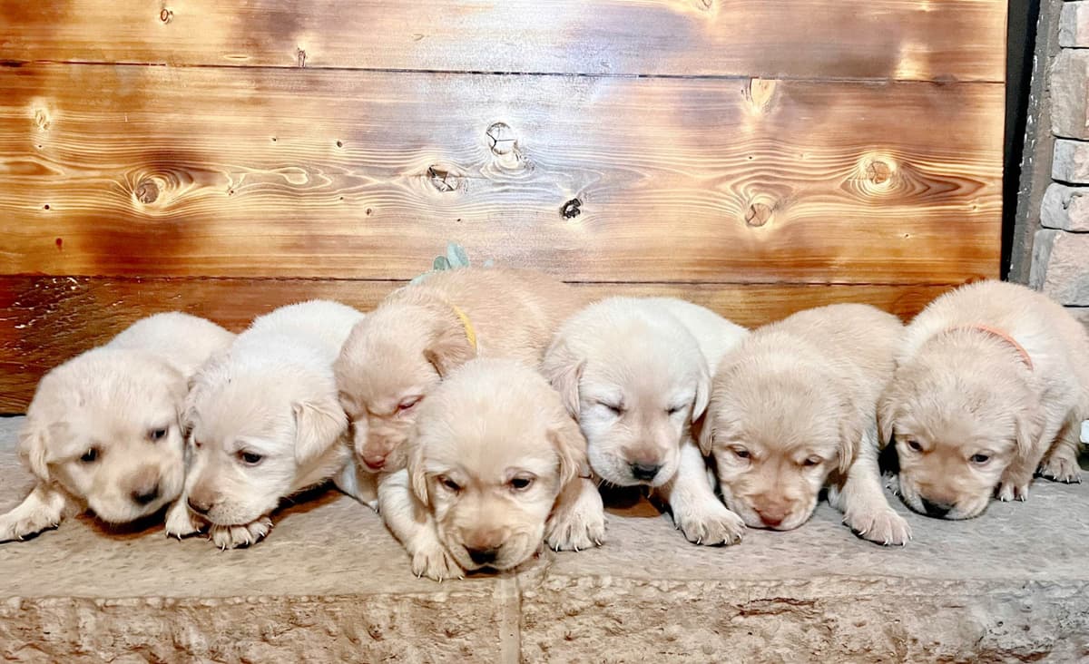 Labrador Retriever Puppies breeder image 13