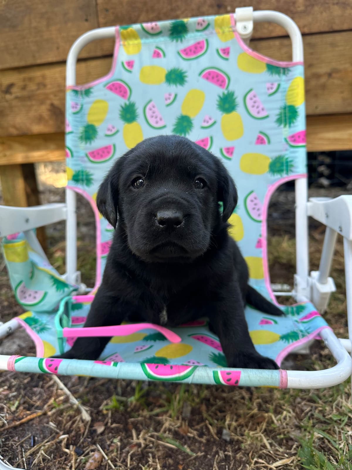Labrador Retriever Puppies breeder image 14
