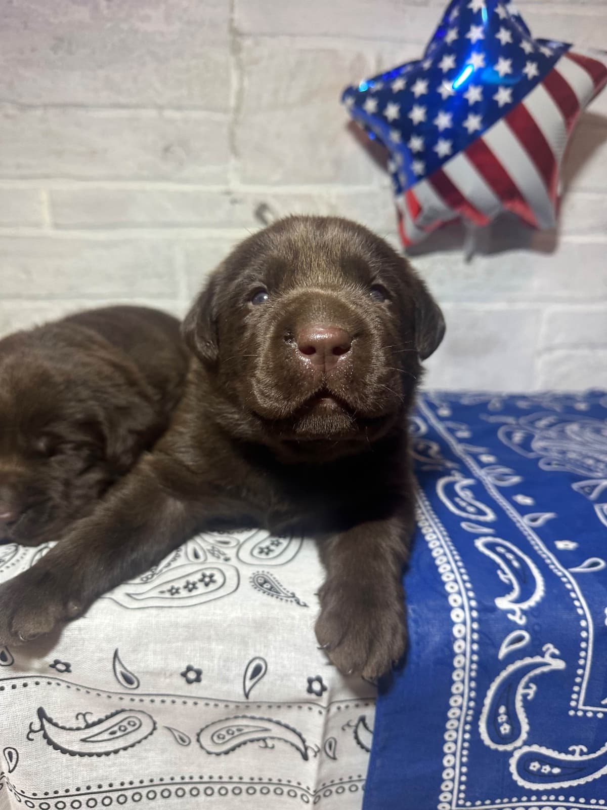 Labrador Retriever Puppies breeder image 15