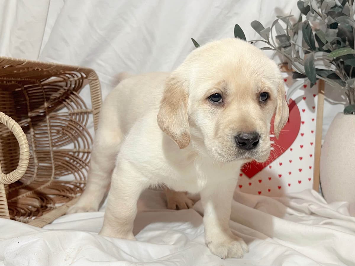 Labrador Retriever Puppies breeder image 18