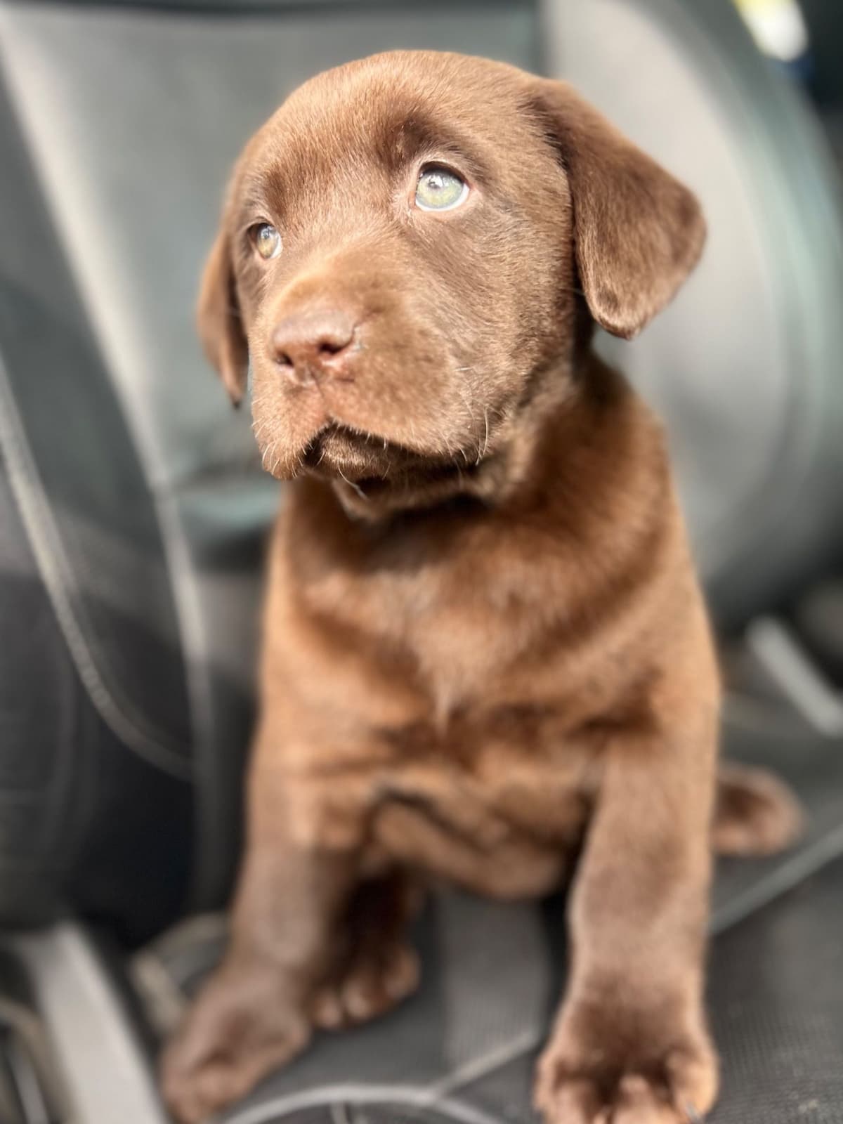 Labrador Retriever Puppies breeder image 17