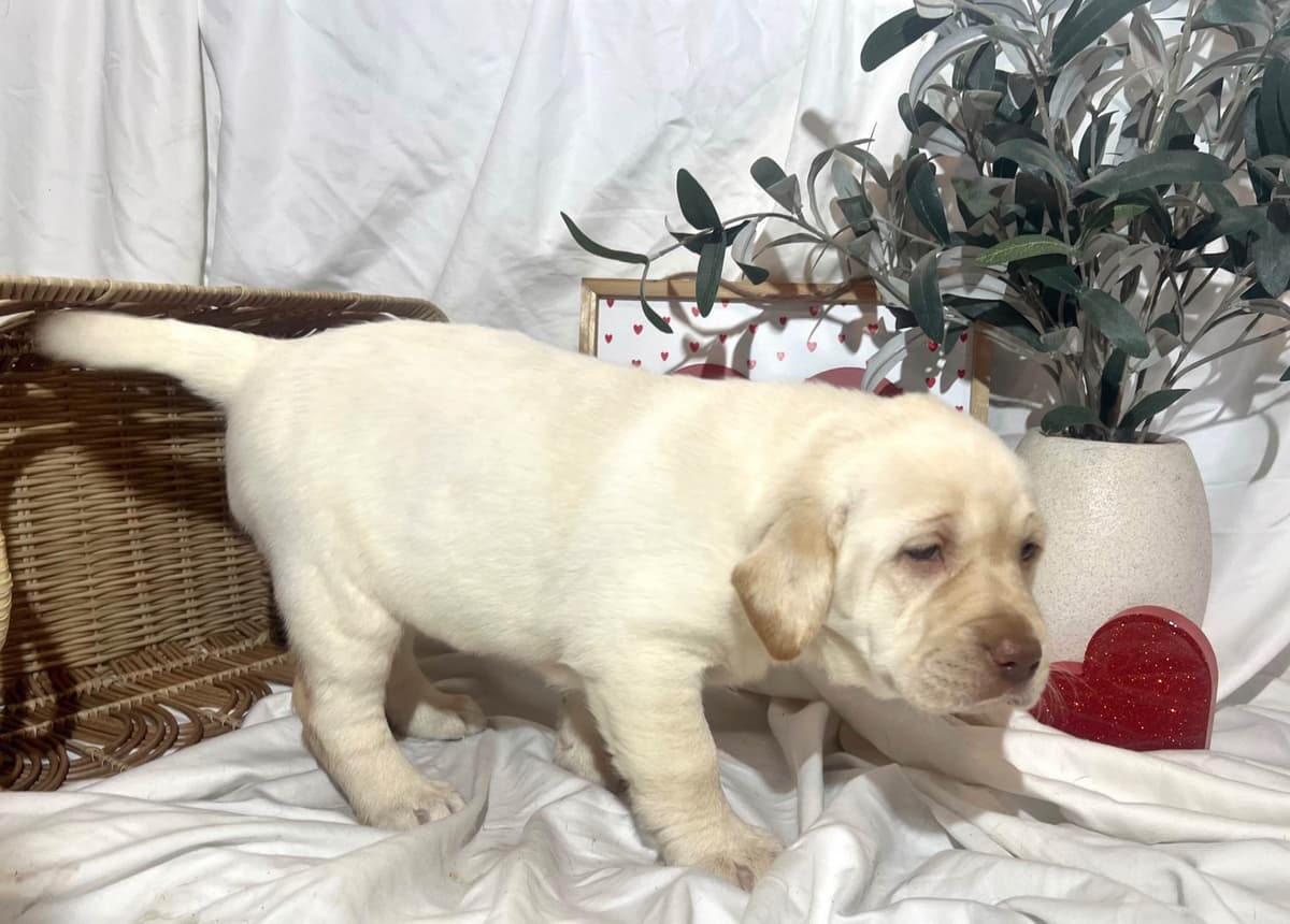 Labrador Retriever Puppies breeder image 19