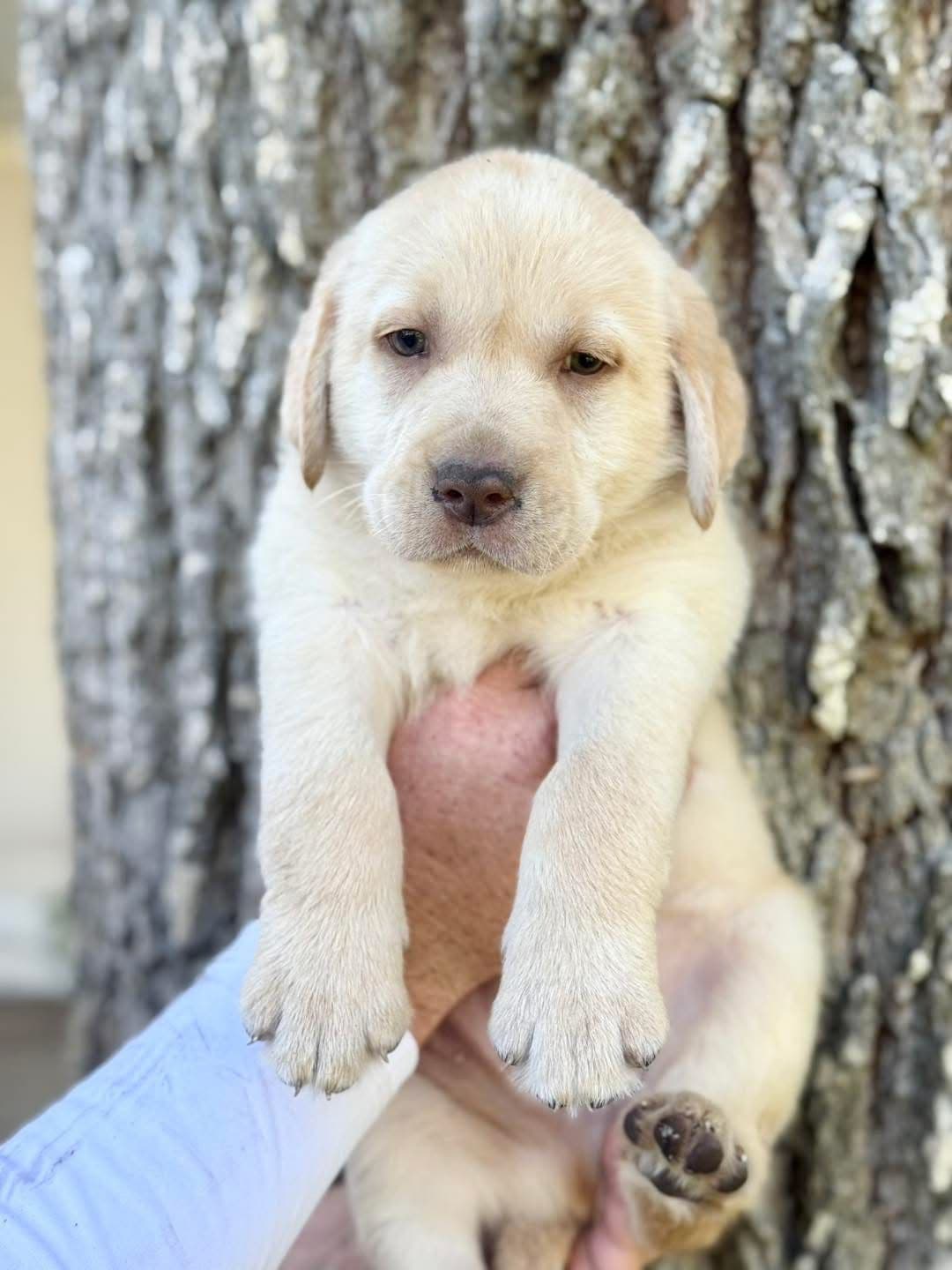 Labrador Retriever Puppies breeder image 21