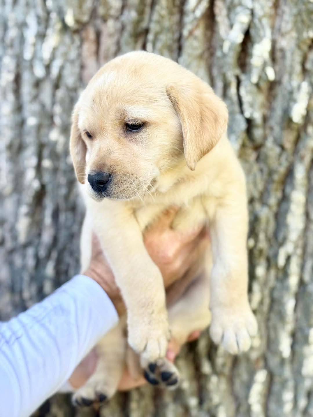 Labrador Retriever Puppies breeder image 24