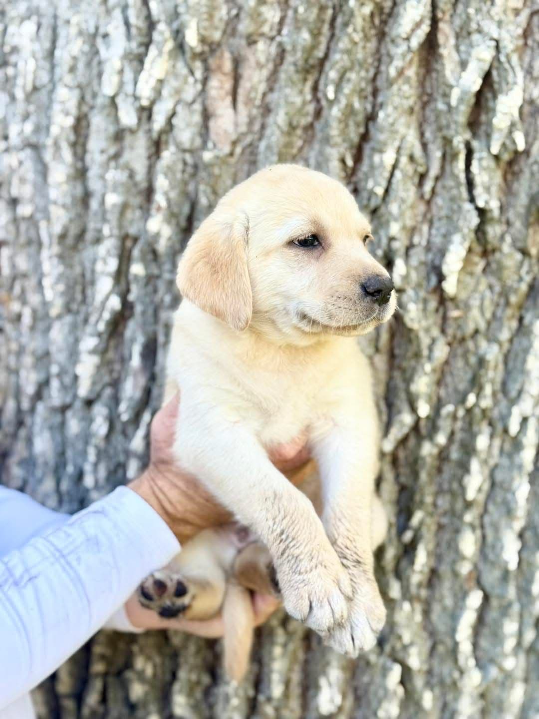 Labrador Retriever Puppies breeder image 23