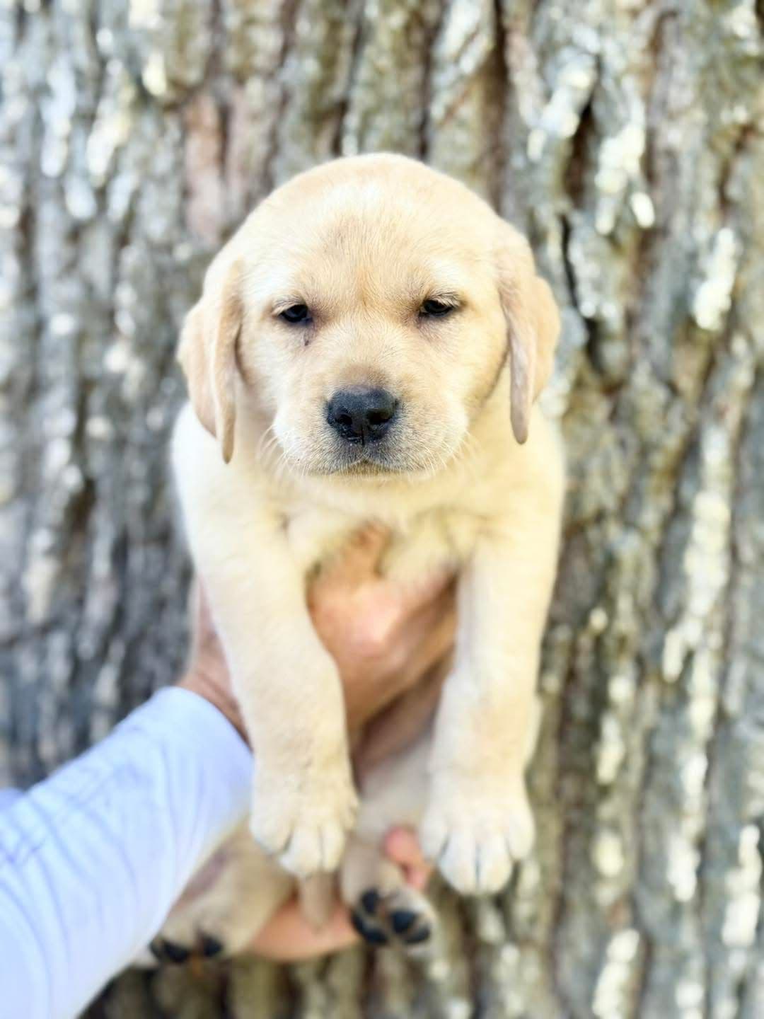 Labrador Retriever Puppies breeder image 22
