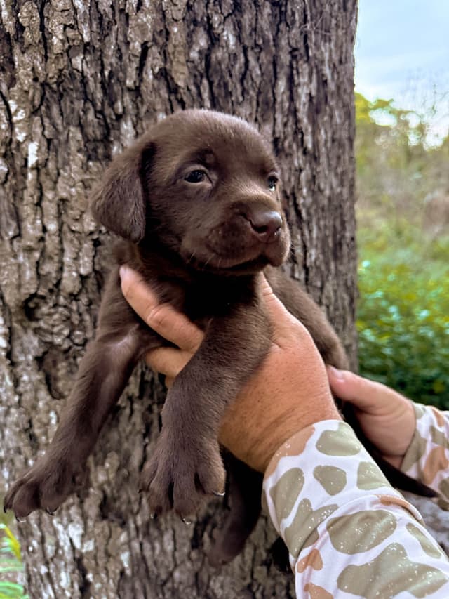 Labrador Retriever Puppies media 2