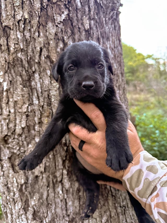 Labrador Retriever Puppies media 3