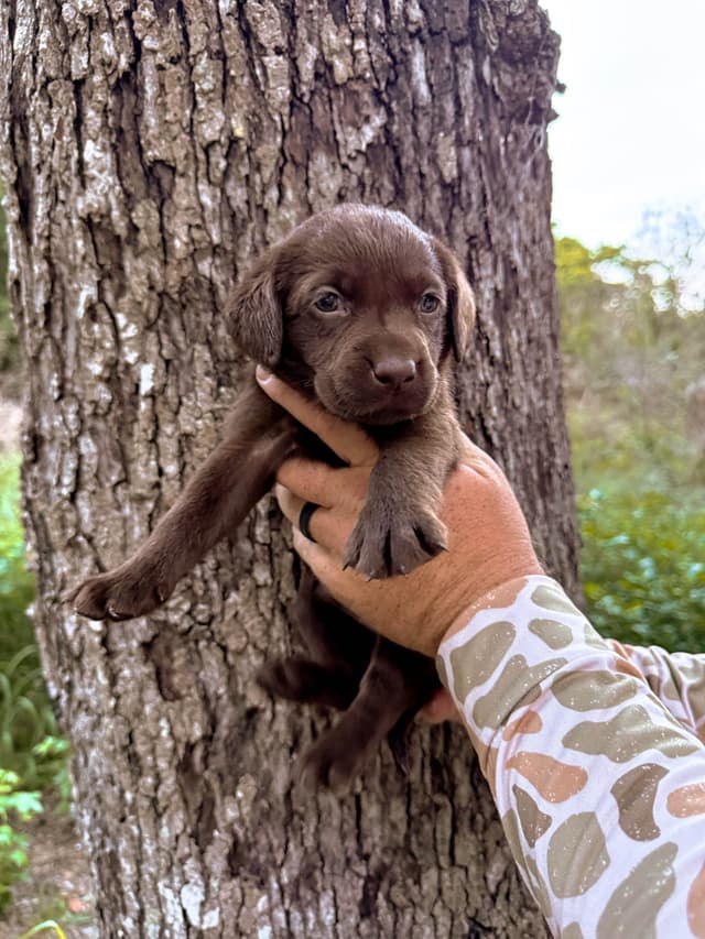 Labrador Retriever Puppies media 4