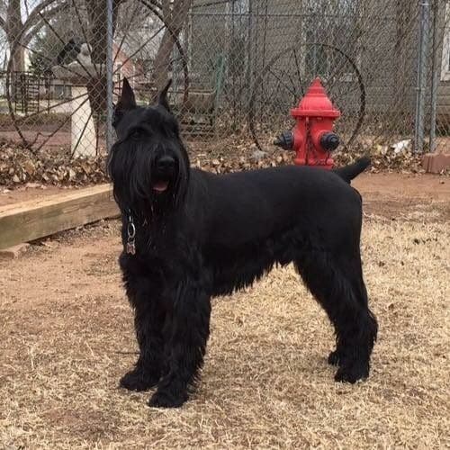 Standard Schnauzer Puppies breeder image 1