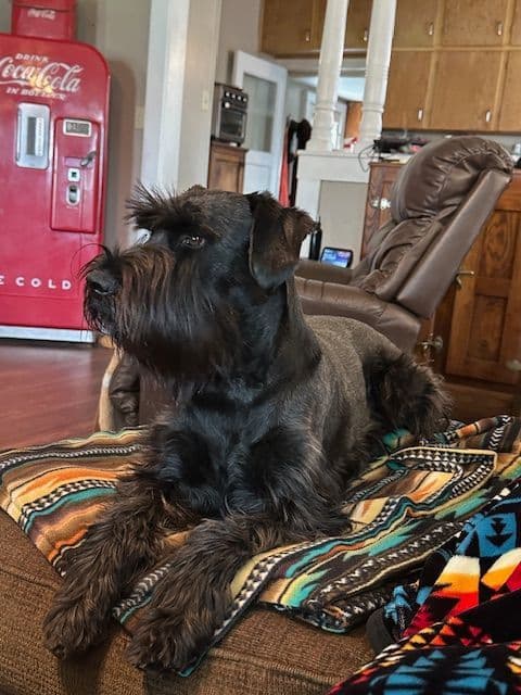 Standard Schnauzer Puppies media 2