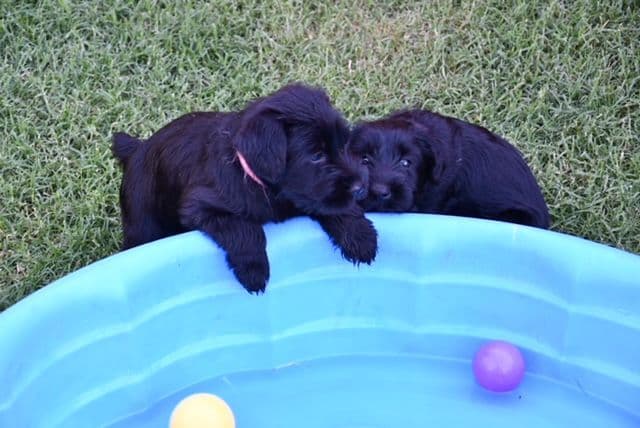 Standard Schnauzer Puppies media 3