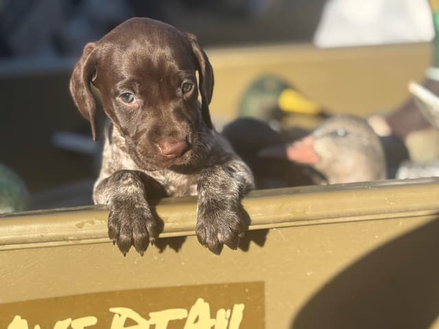 German Shorthaired Pointer Puppies media 2