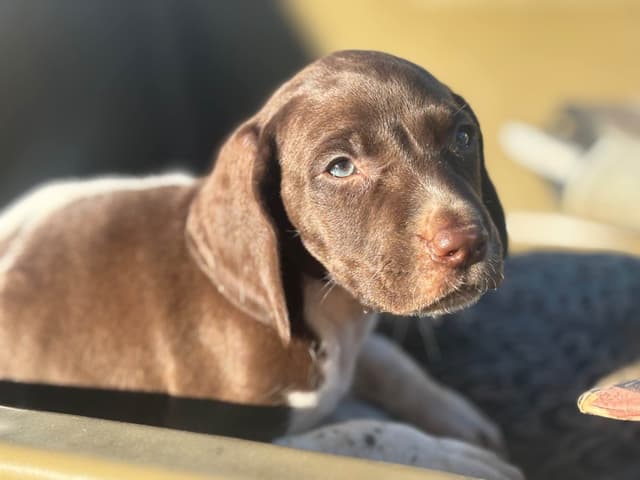 German Shorthaired Pointer Puppies media 3