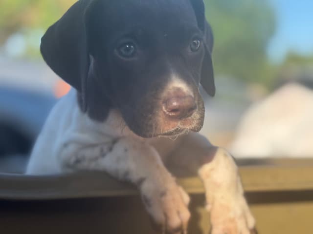 German Shorthaired Pointer Puppies media 5