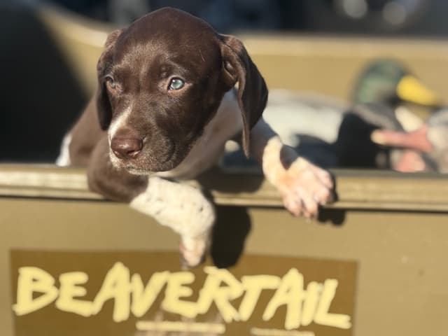 German Shorthaired Pointer Puppies media 7