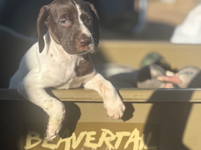 German Shorthaired Pointer Puppies media 6