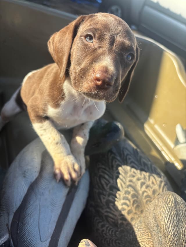 German Shorthaired Pointer Puppies media 9