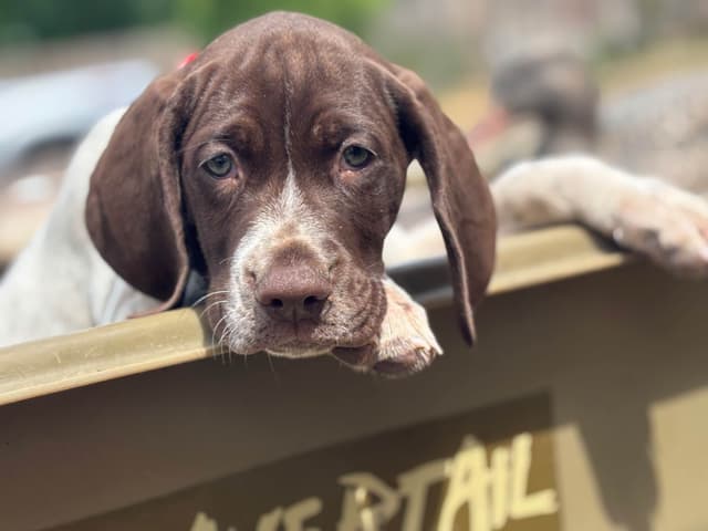 German Shorthaired Pointer Puppies media 10