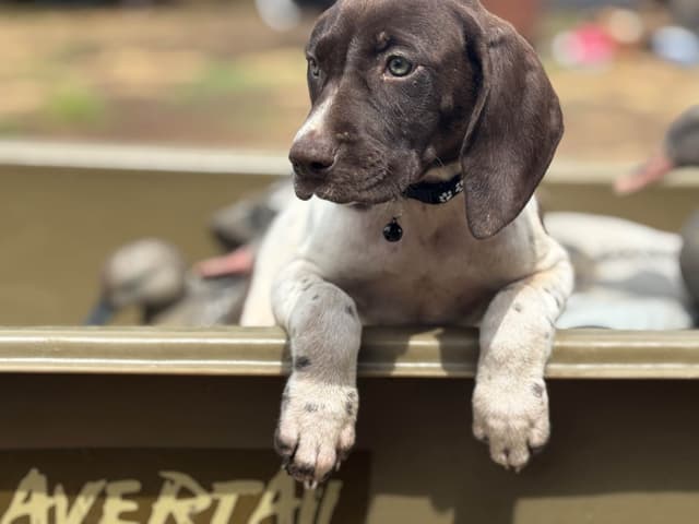 German Shorthaired Pointer Puppies media 11