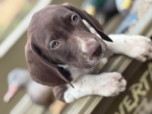 German Shorthaired Pointer Puppies media 12