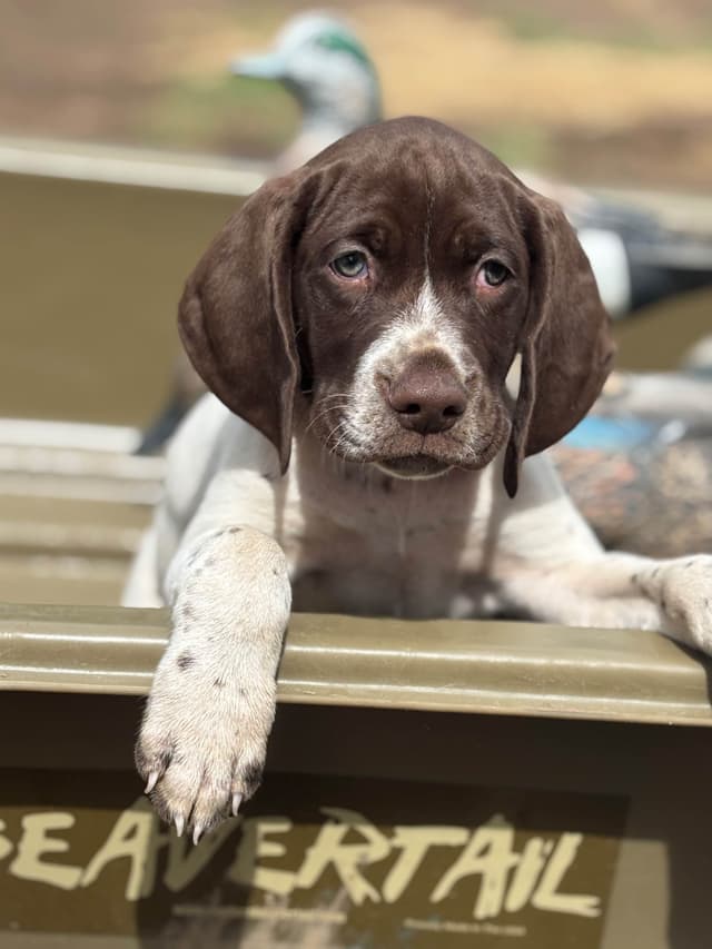German Shorthaired Pointer Puppies media 15