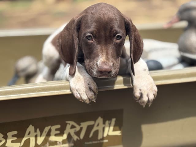 German Shorthaired Pointer Puppies media 14