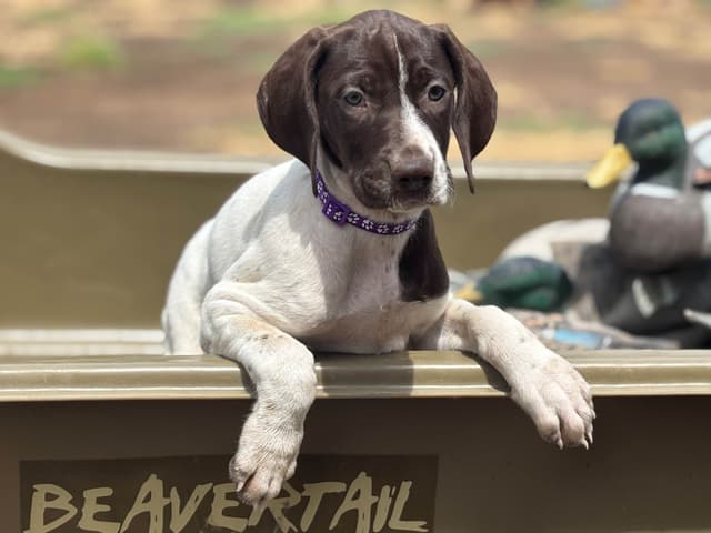 German Shorthaired Pointer Puppies media 16