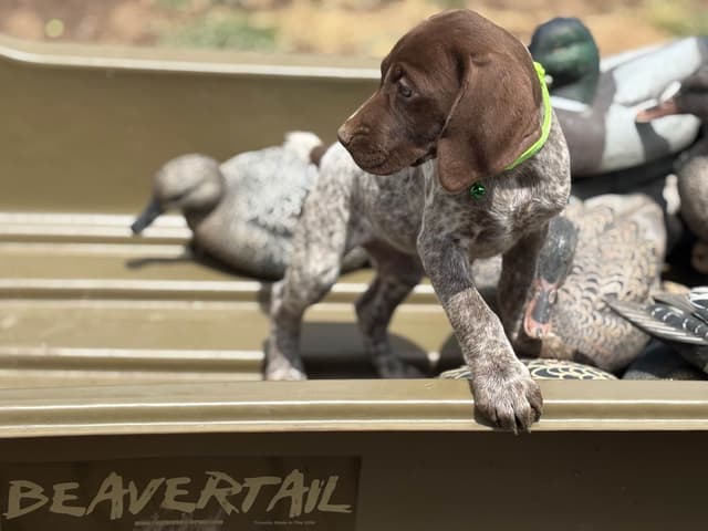 German Shorthaired Pointer Puppies media 17